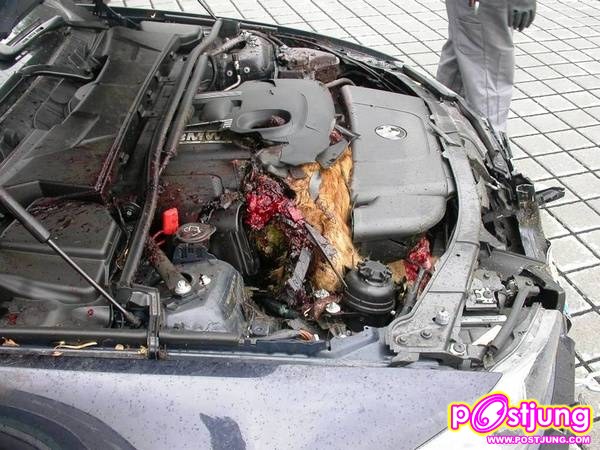 BMW ชนหมา (มันเข้าไปได้ยังไง???)