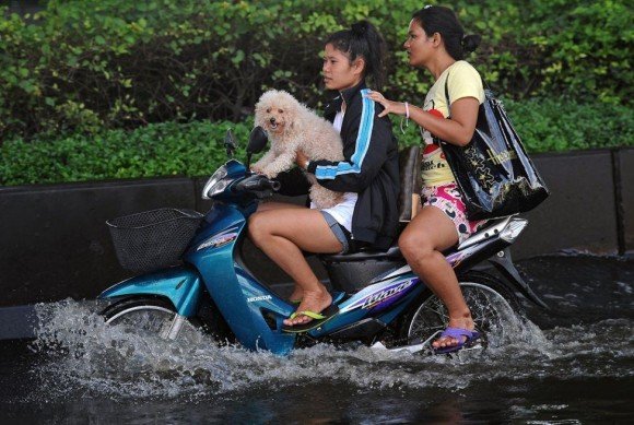 หนีน้ำท่วม แต่...เพื่อนรักต้องไปด้วย ไม่ทิ้งกัน นายรอดฉันรอด