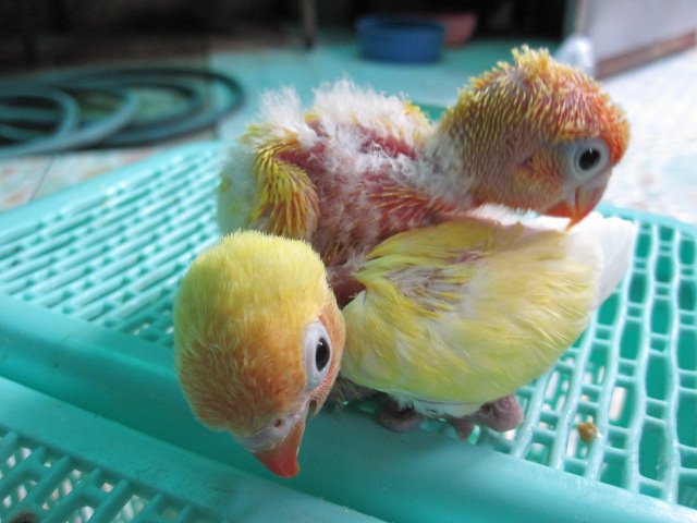 ลูกป้อนครับ