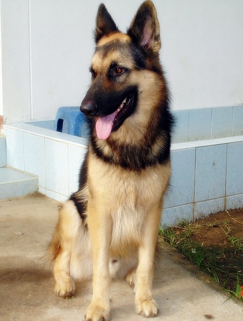 pet ท่านใดชอบเลี้ยงสัตว์กันบ้าง