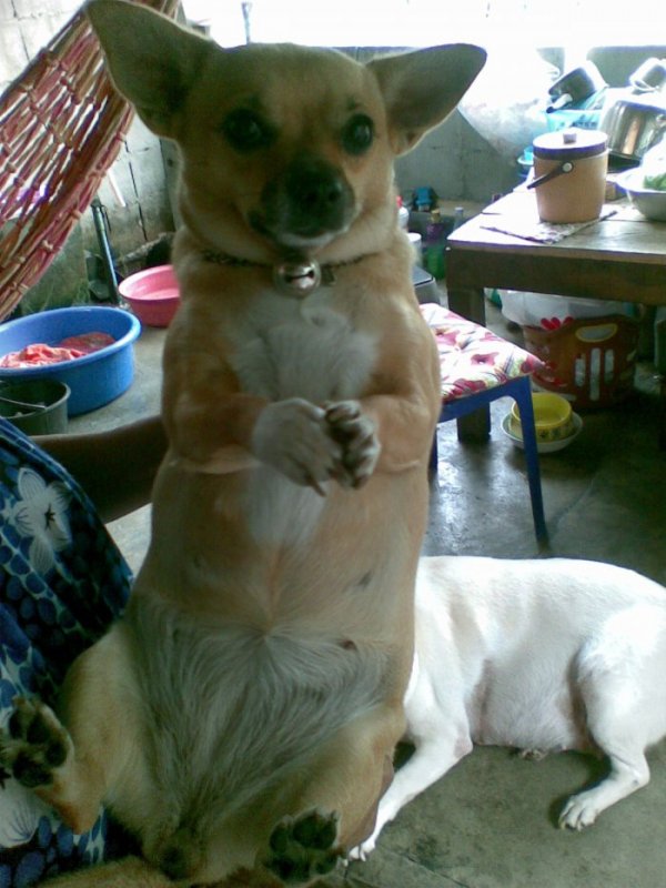 pet ท่านใดชอบเลี้ยงสัตว์กันบ้าง