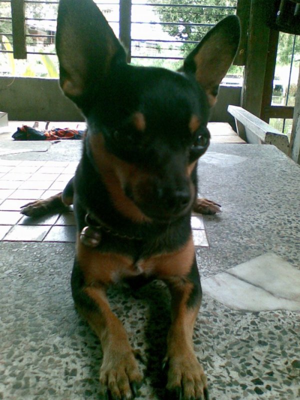 pet ท่านใดชอบเลี้ยงสัตว์กันบ้าง