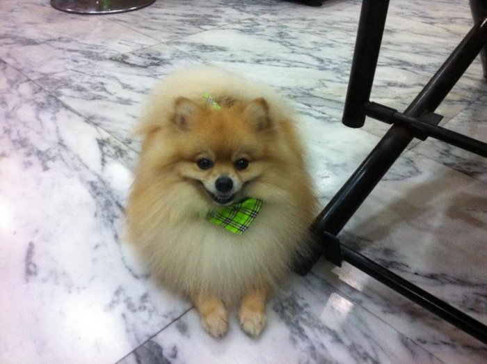 pet ท่านใดชอบเลี้ยงสัตว์กันบ้าง