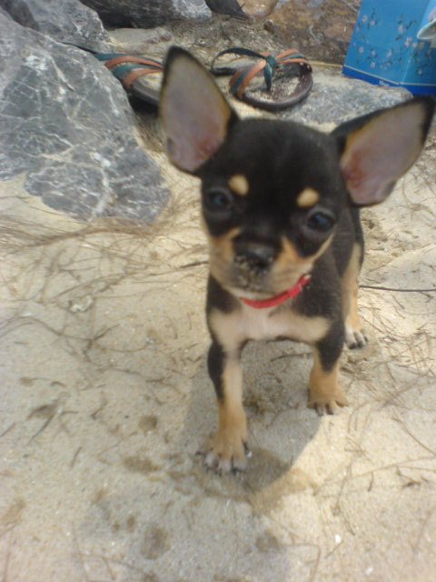 pet ท่านใดชอบเลี้ยงสัตว์กันบ้าง