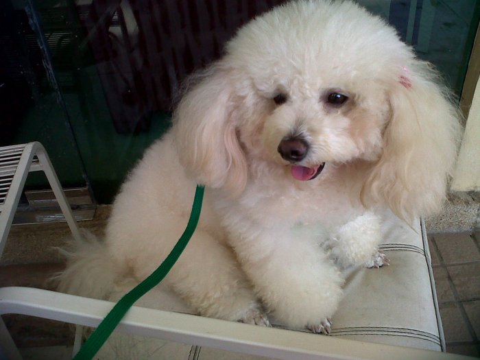 pet ท่านใดชอบเลี้ยงสัตว์กันบ้าง
