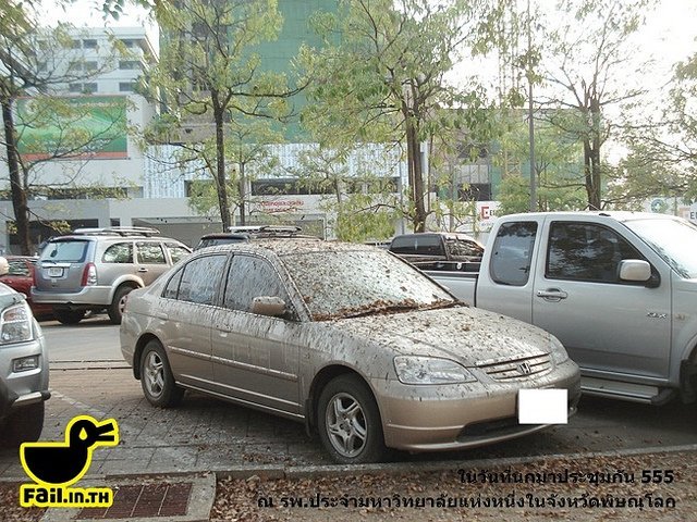 ในวันที่นกมาประชุมกัน