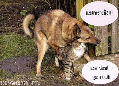 คลายเครียดอีกสักชุดครับ