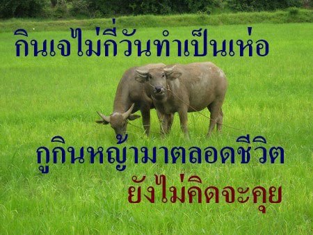มีใครกินเจกันบ้างครับ
