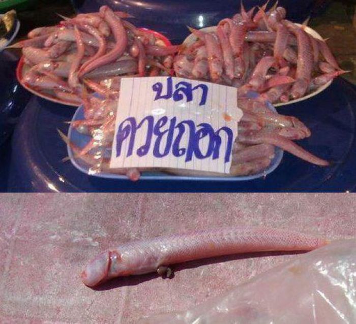 ปลาในตำนาน