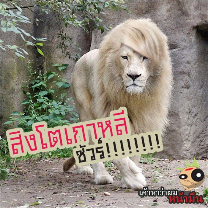ชาวโลก ตลึง   พบสิงโต พันธุ์ใหม่