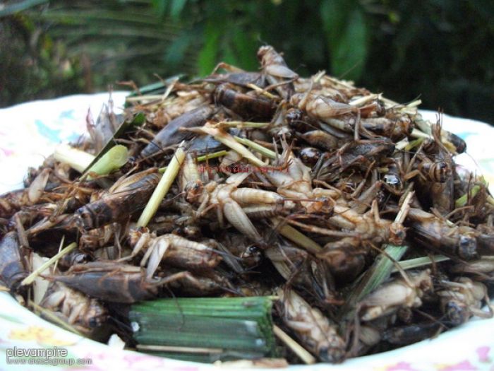 จิ้งหรีดคั่วแห้งๆๆแก้มเบียร์สักขวด