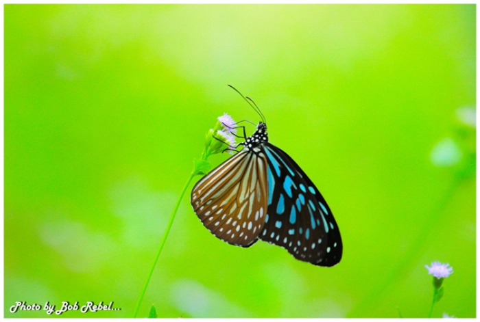 สวยๆ