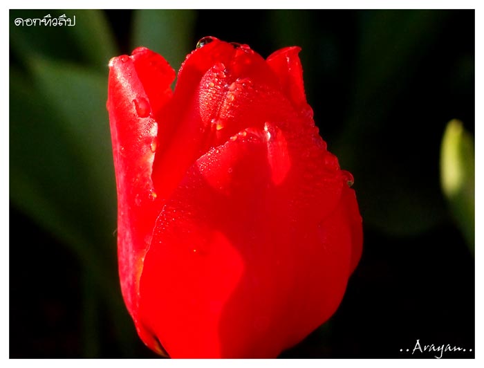 โอลิมปัส XZ-1