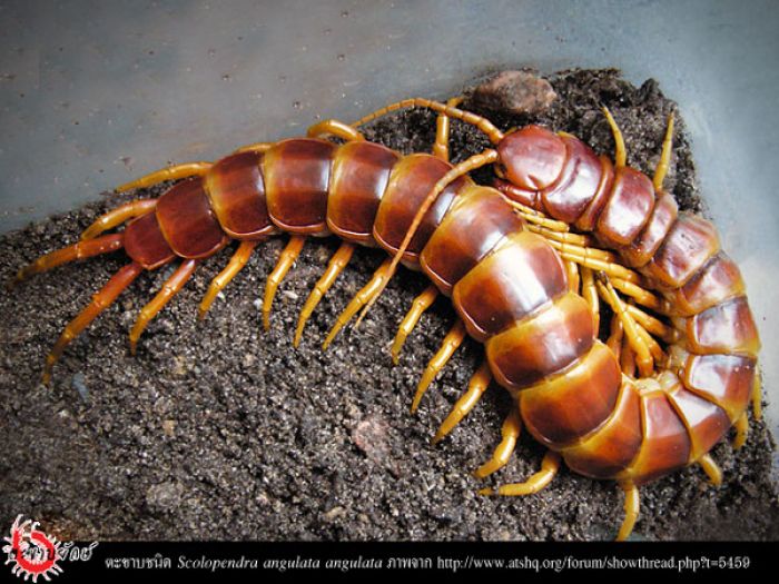 เคดิตภาพจะ google พอดีไม่ทันถ่ายครับ กริ๊ดดดดแตกก่อน