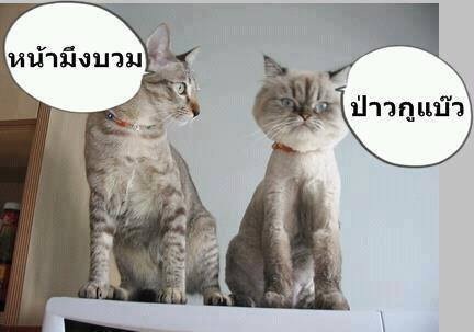 เรื่องของแมว