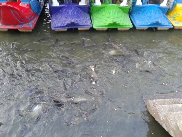 หมู่มัชฉาแหวกว่ายกินขนมปัง