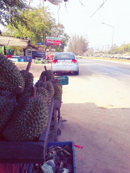 พักจุดที่สองชมทุเรียนหลังสวนกัน