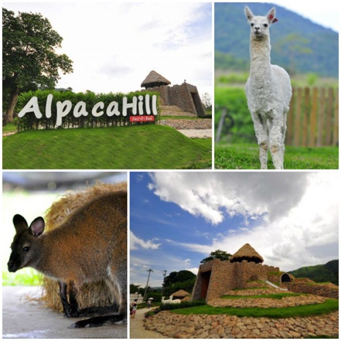 2. Alpaca Hill