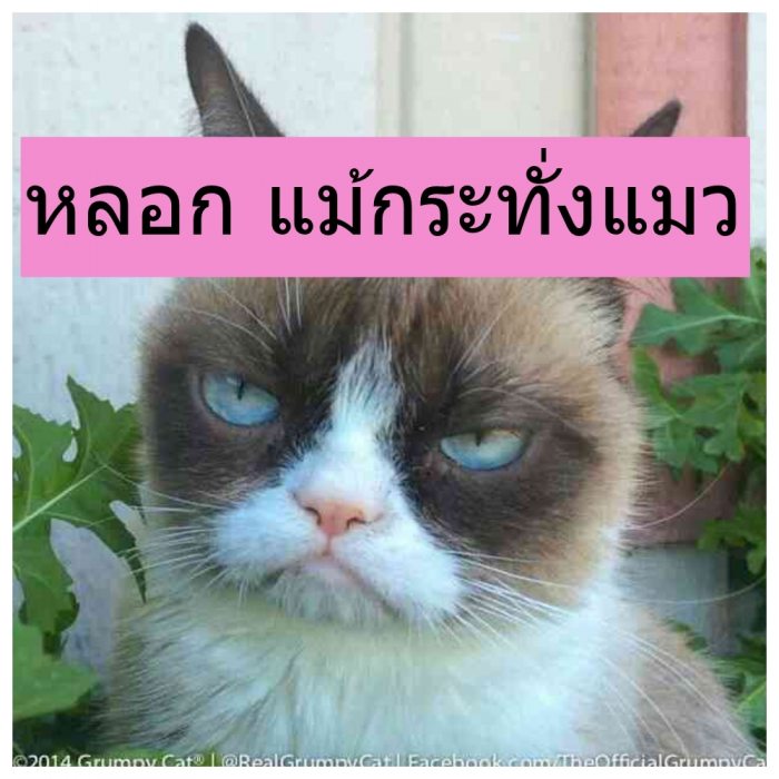 ※ ลั่นล้ า※◆◇◆สมุทรปราการ◆◇ ลั่นล้าไปวันๆ