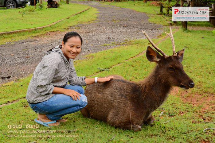 -->หนาวนี้เชิญเที่ยวที่ ทุ่งกะมัง จ.ชัยภูมิ ซาฟารีเมืองไทย ครับ <--