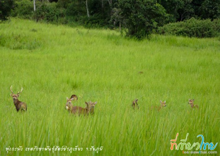 -->หนาวนี้เชิญเที่ยวที่ ทุ่งกะมัง จ.ชัยภูมิ ซาฟารีเมืองไทย ครับ <--